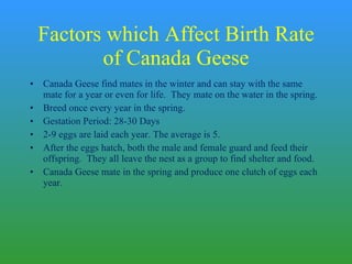 Factors which Affect Birth Rate of Canada Geese Canada Geese find mates in the winter and can stay with the same mate for a year or even for life.  They mate on the water in the spring. Breed once every year in the spring. Gestation Period: 28-30 Days 2-9 eggs are laid each year. The average is 5. After the eggs hatch, both the male and female guard and feed their offspring.  They all leave the nest as a group to find shelter and food. Canada Geese mate in the spring and produce one clutch of eggs each year. 