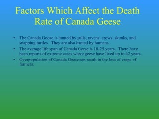 Factors Which Affect the Death Rate of Canada Geese The Canada Goose is hunted by gulls, ravens, crows, skunks, and snapping turtles.  They are also hunted by humans. The average life span of Canada Geese is 10-25 years.  There have been reports of extreme cases where geese have lived up to 42 years. Overpopulation of Canada Geese can result in the loss of crops of farmers. 