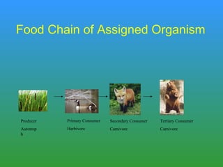 Food Chain of Assigned Organism Producer Autotroph Primary Consumer Herbivore  Secondary Consumer Carnivore Tertiary Consumer Carnivore 