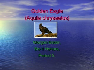 Golden Eagle (Aquila chrysaetos) Morgan Becer, Bio II Honors, Period 5. 
