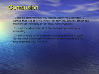 Conclusion Describe something new you learned about the ecosystem. I learned that lots of little things that may only directly affect one organism can indirectly affect many more organisms. I found the whole habitat of the Golden Eagle to be very interesting. I think it would be an interesting to research more in depth factors which contribute to harming the environment and the many organisms that live here. 