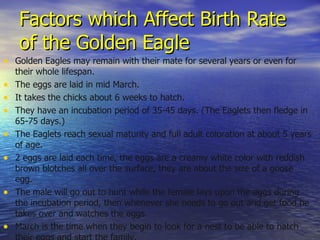 Factors which Affect Birth Rate of the Golden Eagle Golden Eagles may remain with their mate for several years or even for their whole lifespan. The eggs are laid in mid March. It takes the chicks about 6 weeks to hatch. They have an incubation period of 35-45 days. (The Eaglets then fledge in 65-75 days.) The Eaglets reach sexual maturity and full adult coloration at about 5 years of age. 2 eggs are laid each time, the eggs are a creamy white color with reddish brown blotches all over the surface, they are about the size of a goose egg. The male will go out to hunt while the female lays upon the eggs during the incubation period, then whenever she needs to go out and get food he takes over and watches the eggs. March is the time when they begin to look for a nest to be able to hatch their eggs and start the family. 