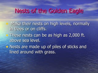 Nests of the Golden Eagle Make their nests on high levels, normally in trees or on cliffs. These nests can be as high as 2,000 ft. above sea level. Nests are made up of piles of sticks and lined around with grass. 