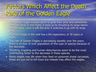 Factors Which Affect the Death Rate of the Golden Eagle The Golden Eagle sweeps down to grab their pray and sometimes snatches birds in mid flight, it does so by thrashing its large talons into the prey, once it kills the prey it snatches it up with its large beak. A Golden Eagle in the wild has a life expectancy of 30 years or more. The rate of Golden Eagles is decreasing steadily over the years, there is no fear of over population of this type of species because of the decrease. Shooting, trapping and human disturbances seem to be the most contributing factor to the decrease in these species. Some eagles may die when they feed on poisoned sheep carcasses, these are put out to kill foxes but instead may effect the eagles. 