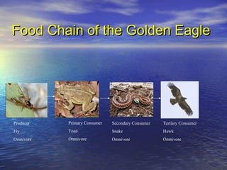 Food Chain of the Golden Eagle Producer Fly Omnivore Primary Consumer Toad Omnivore Secondary Consumer Snake Omnivore Tertiary Consumer Hawk Omnivore 