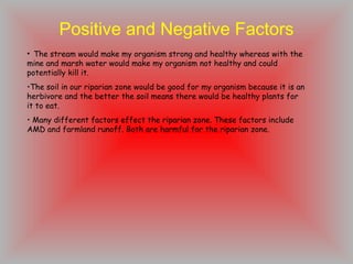 Positive and Negative Factors The stream would make my organism strong and healthy whereas with the mine and marsh water would make my organism not healthy and could potentially kill it. The soil in our riparian zone would be good for my organism because it is an herbivore and the better the soil means there would be healthy plants for it to eat. Many different factors effect the riparian zone. These factors include AMD and farmland runoff. Both are harmful for the riparian zone. 