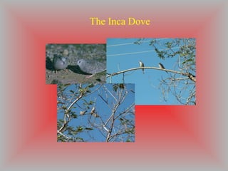 The Inca Dove 