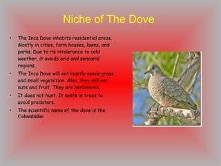 Niche of The Dove The Inca Dove inhabits residential areas. Mostly in cities, farm houses, lawns, and parks. Due to its intolerance to cold weather, it avoids arid and semiarid regions. The Inca Dove will eat mostly seeds grass and small vegetation. Also, they will eat nuts and fruit. They are herbivores.  It does not hunt. It nests in trees to avoid predators. The scientific name of the dove is the  Columbidae 