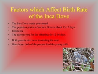 Factors which Affect Birth Rate of the Inca Dove The Inca Dove mates year round. The gestation period of an Inca Dove is about 13-15 days Unknown The parents care for the offspring for 12-16 days. Both parents take turns incubating the nest   Once born, both of the parents feed the young milk 