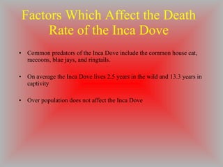 Factors Which Affect the Death Rate of the Inca Dove Common predators of the Inca Dove include the common house cat, raccoons, blue jays, and ringtails. On average the Inca Dove lives 2.5 years in the wild and 13.3 years in captivity Over population does not affect the Inca Dove 