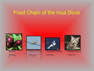 Food Chain of the Inca Dove Producer Autotroph Primary Consumer Herbivore Secondary Consumer Omnivore Tertiary Consumer Carnivore 