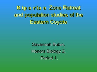 Riparian  Zone Retreat and population studies of the Eastern Coyote Savannah Bubin, Honors Biology 2, Period 1. 