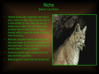 Niche Bobcat: Lynx Rufus Habitat dense with vegetation and lots of prey. Lives in a den. Has one main den in a rock shelter or cave, also can be in a hollow log or fallen tree, and then a few auxiliary dens in brush piles, or under stumps which it uses for shelter or hiding from an enemy. Bobcats consume rabbits and hares and also are known to eat birds, rodents, bats, and adult deer. They even feed on pigs or poultry when a ranch is nearby. Hunts during the night, sneaks up on its prey and then pounces.  Bobcat gets its name from its stumpy tail. 