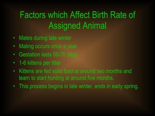 Factors which Affect Birth Rate of Assigned Animal Mates during late winter Mating occurs once a year Gestation lasts 50-70 days 1-6 kittens per litter Kittens are fed solid food at around two months and learn to start hunting at around five months. This process begins in late winter, ends in early spring. 