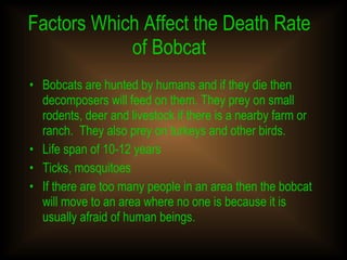 Factors Which Affect the Death Rate of Bobcat Bobcats are hunted by humans and if they die then decomposers will feed on them. They prey on small rodents, deer and livestock if there is a nearby farm or ranch.  They also prey on turkeys and other birds. Life span of 10-12 years Ticks, mosquitoes  If there are too many people in an area then the bobcat will move to an area where no one is because it is usually afraid of human beings. 