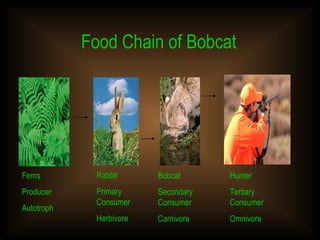 Food Chain of Bobcat Ferns Producer Autotroph Rabbit Primary Consumer Herbivore Bobcat Secondary Consumer Carnivore Hunter Tertiary Consumer Omnivore 