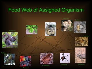Food Web of Assigned Organism Herbivore Producer Omnivore Carnivore Carnivore Producer Carnivore Herbivore Omnivore Omnivore Producer 