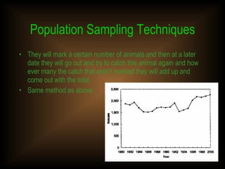 Population Sampling Techniques They will mark a certain number of animals and then at a later date they will go out and try to catch this animal again and how ever many the catch that aren't marked they will add up and come out with the total. Same method as above 
