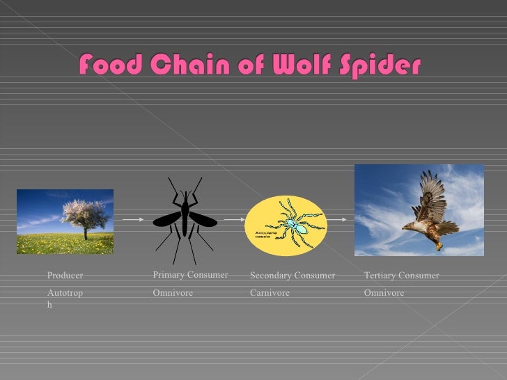 Katie Breegly Pd 5 Wolf Spider