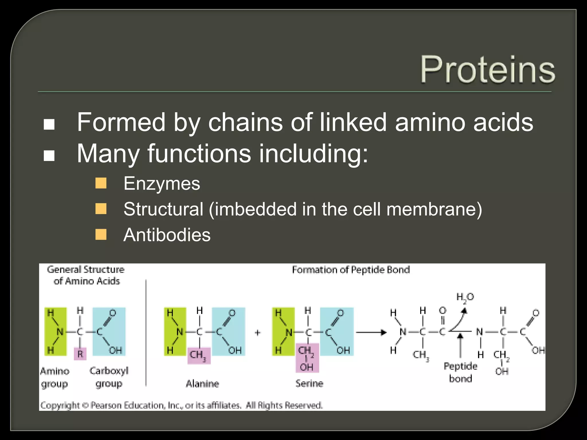  Formed by chains of linked amino acids
 Many functions including:
 Enzymes
 Structural (imbedded in the cell membrane)
 Antibodies
 