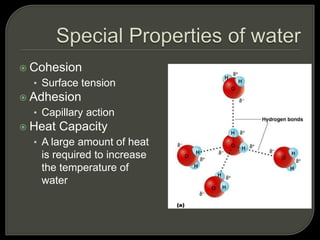  Cohesion
• Surface tension
 Adhesion
• Capillary action
 Heat Capacity
• A large amount of heat
is required to increase
the temperature of
water
 