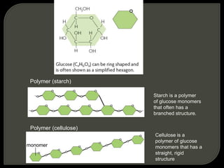 Polymer (starch)
Starch is a polymer
of glucose monomers
that often has a
branched structure.
Polymer (cellulose)
Cellulose is a
polymer of glucose
monomers that has a
straight, rigid
structure
monomer
 