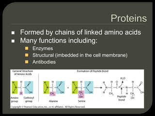  Formed by chains of linked amino acids
 Many functions including:
 Enzymes
 Structural (imbedded in the cell membrane)
 Antibodies
 