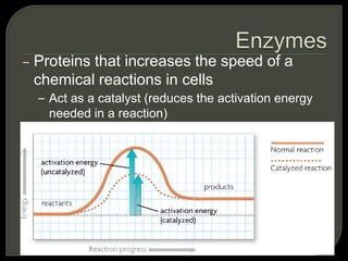 – Proteins that increases the speed of a
chemical reactions in cells
– Act as a catalyst (reduces the activation energy
needed in a reaction)
 