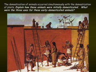 The domestication of animals occurred simultaneously with the domestication
of plants. Explain how these animals were initially domesticated. What
were the three uses for these early-domesticated animals?
 