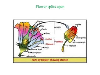 Anther Wall Structure | PDF