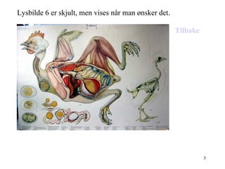 Lysbilde 6 er skjult, men vises når man ønsker det. Tilbake 