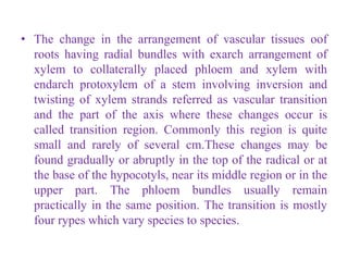 Root Stem Transition in Plant Body | PDF