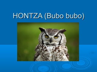 HONTZA (Bubo bubo)HONTZA (Bubo bubo)
 