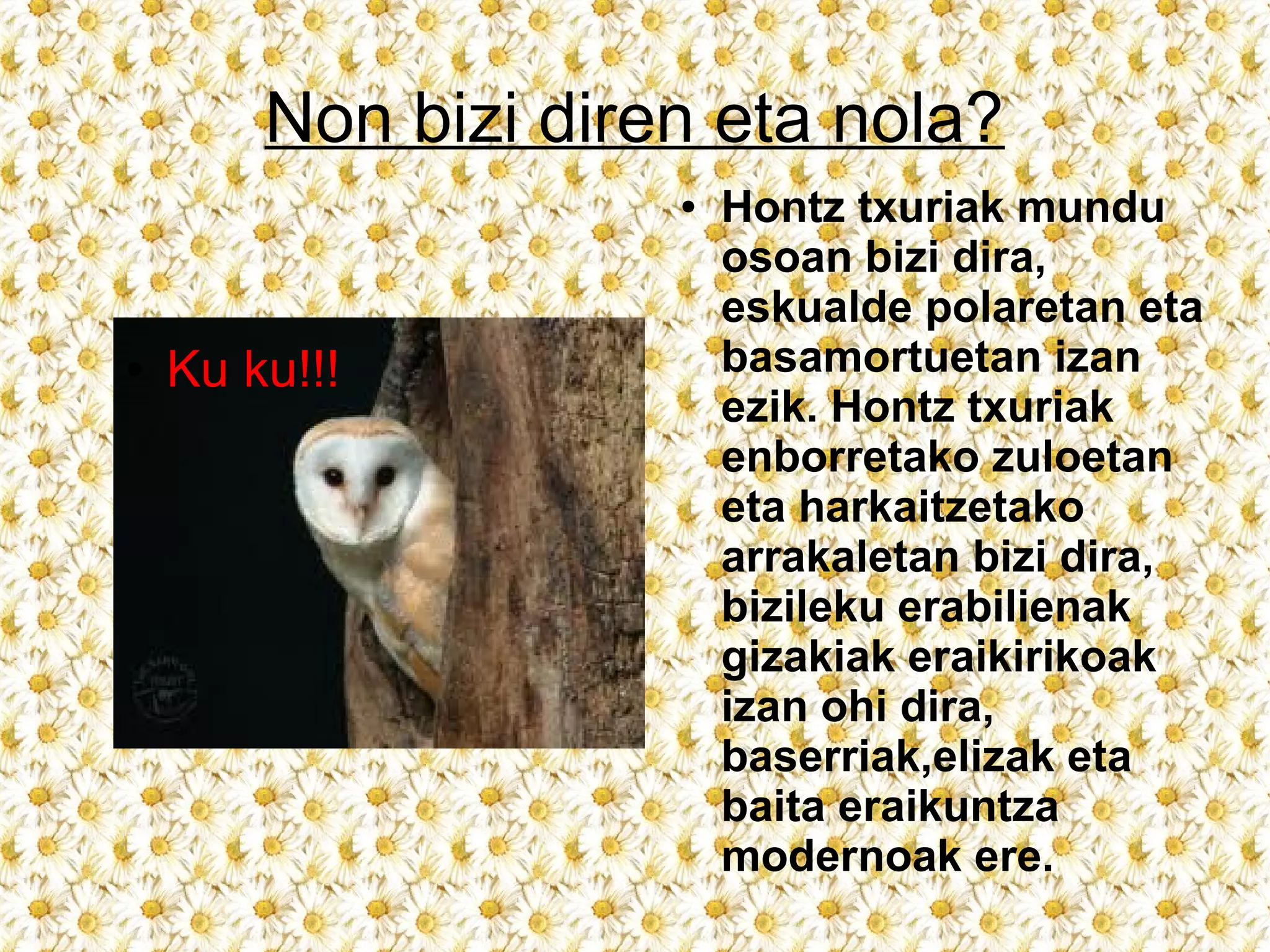Non bizi diren eta nola?
                     ●   Hontz txuriak mundu
                         osoan bizi dira,
                         eskualde polaretan eta
●   Ku ku!!!             basamortuetan izan
                         ezik. Hontz txuriak
                         enborretako zuloetan
                         eta harkaitzetako
                         arrakaletan bizi dira,
                         bizileku erabilienak
                         gizakiak eraikirikoak
                         izan ohi dira,
                         baserriak,elizak eta
                         baita eraikuntza
                         modernoak ere.
 