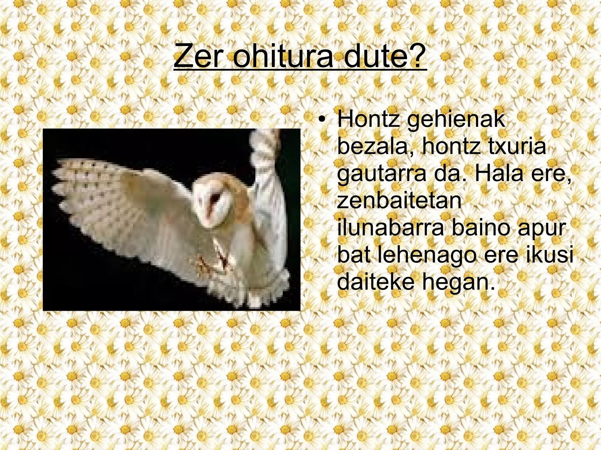 Zer ohitura dute?
         ●   Hontz gehienak
             bezala, hontz txuria
             gautarra da. Hala ere,
             zenbaitetan
             ilunabarra baino apur
             bat lehenago ere ikusi
             daiteke hegan.
 