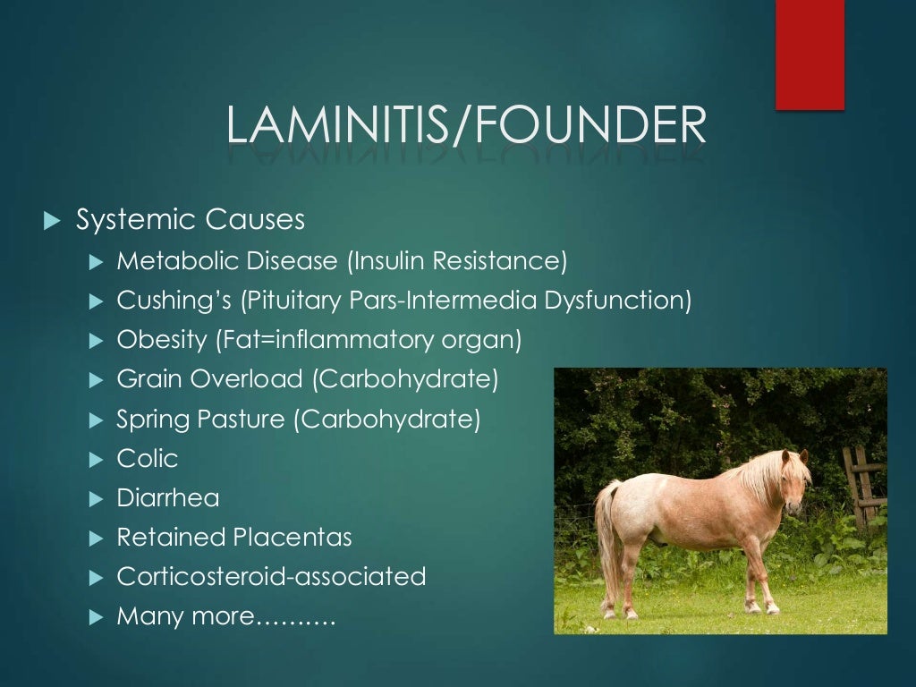 Hoof diseases for older horses