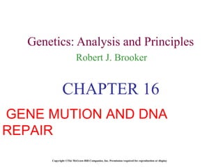 Genetics: Analysis and Principles Robert J. Brooker Copyright ©The McGraw-Hill Companies, Inc. Permission required for reproduction or display CHAPTER 16 GENE MUTION AND DNA REPAIR 