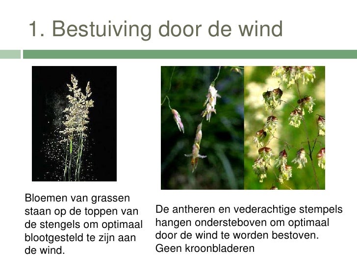 Reproductie bij planten Reproductie bij planten