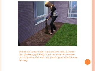Omdat de vorige oogst was mislukt heeft Eveline die afgekapt, gelukkig is het nu weer het seizoen om te planten dus met veel plezier gaat Eveline aan de slag. 