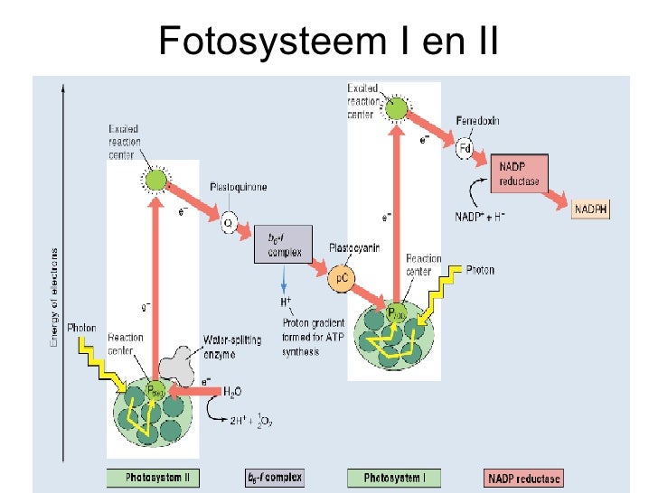 chlorofyl