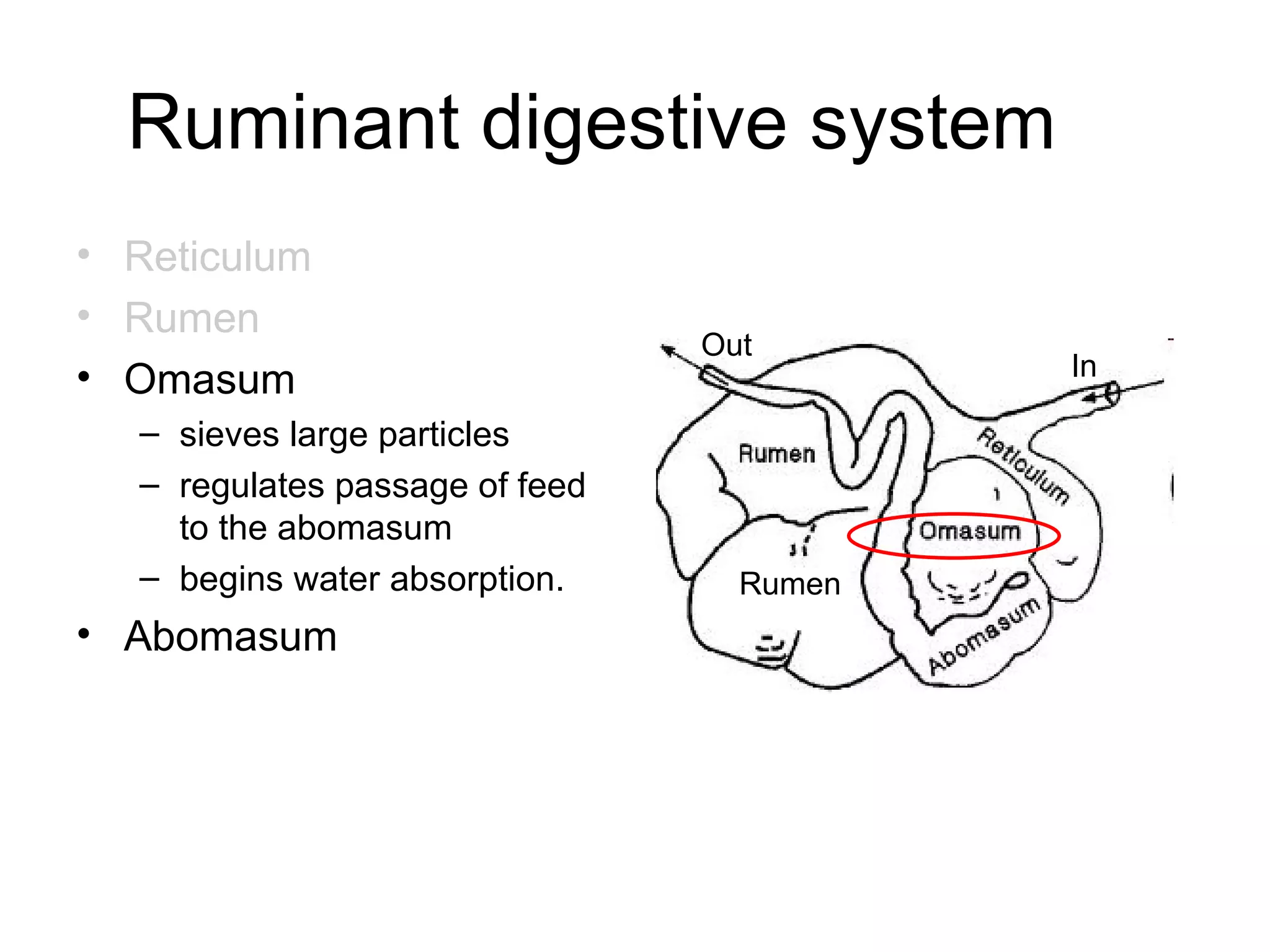 Hoofed mammals 1 | PPT