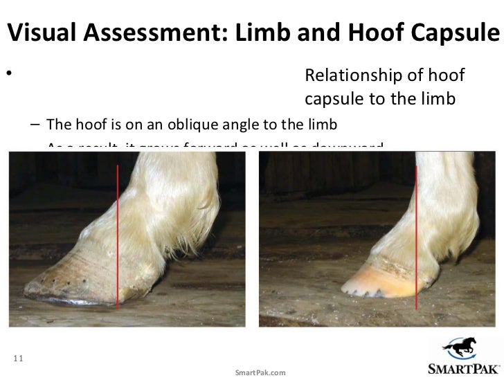 SmartPak Presents Healthy Hooves 360 expert hoof care advice from f…