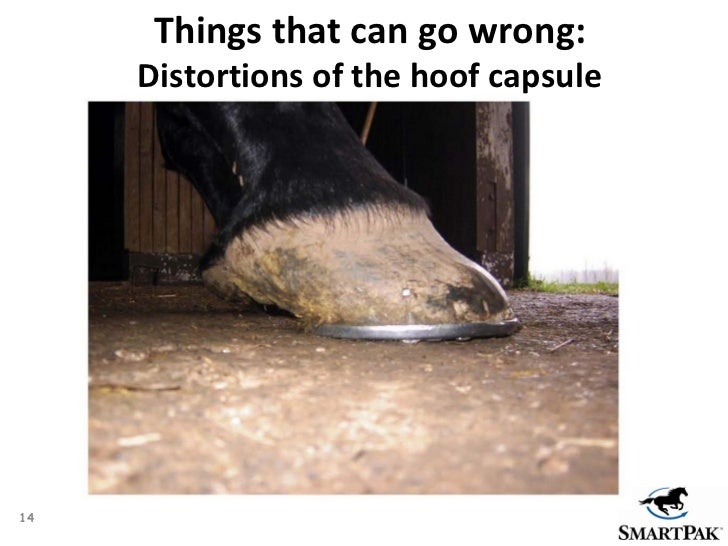 SmartPak Presents Healthy Hooves 360 expert hoof care advice from f…