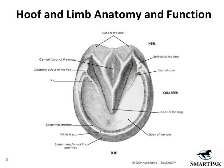 SmartPak Presents Healthy Hooves 360 expert hoof care advice from f…