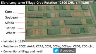 • Initiated in 1980
• Rotations – CCCC, AAAA, CCAA, CCSS, CCSW, CCSWrc, CCOB, CCOrcBrc
• Conventional tillage and no-till
Corn
Soybean
Alfalfa
Barley
Wheat
Elora Long-term Tillage-Crop Rotation ~2800 CHU, silt loam
@cropdoc2
 