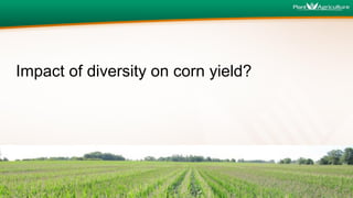 Impact of diversity on corn yield?
 