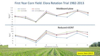 First Year Corn Yield: Elora Rotation Trial 1982-2013
Moldboard plow
Reduced-till/NT
Source: Deen (2017)
 