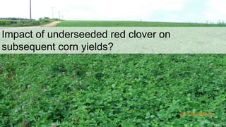 Impact of underseeded red clover on
subsequent corn yields?
 