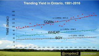 y = 1.0025x - 1936.5
y = 2.0993x - 4071.4
y = 0.3393x - 639.43
0
20
40
60
80
100
120
140
160
180
1981 1983 1985 1987 1989 1991 1993 1995 1997 1999 2001 2003 2005 2007 2009 2011 2013 2015
Yield(bu/ac)
CORN
SOY
WHEAT
Trending Yield in Ontario, 1981-2016
@cropdoc2
 