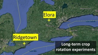 Elora
Ridgetown
Long-term crop
rotation experiments
 
